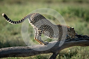 Cheetah stretches on dead branch in sunshine