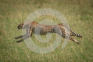 Cheetah stretches legs running at full speed