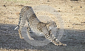 Cheetah stretching in Botswana, Africa