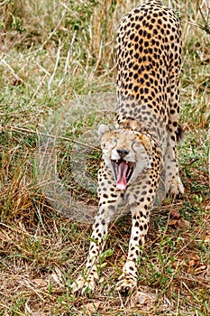 Cheetah stretching and yawning