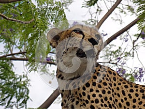 Cheetah strikes a pose