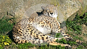 Cheetah at the Sun, Spotted Predator Lies Down and Resting on the Grass at the Nature.