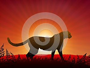 Cheetah on Sunset Background