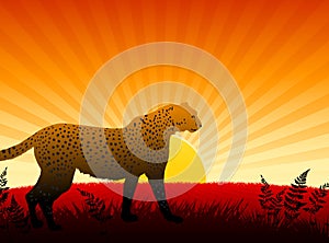 Cheetah on Sunset Background