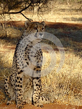 Male Cheetah at sunset in grass in Namibia