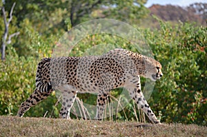 Cheetah Swagger