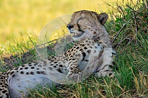 A cheetah takes his siesta.