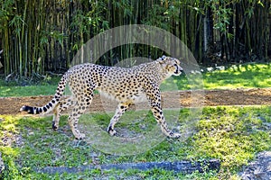 Cheetah Taking A Stroll