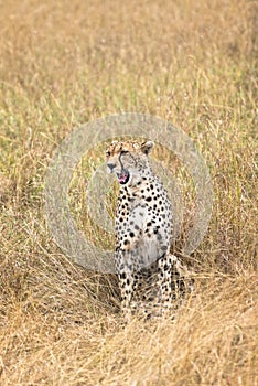 Cheetah in tall grass