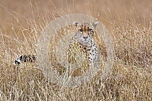 Cheetah in tall grass