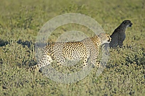 Cheetah in tall green grass, Etosha