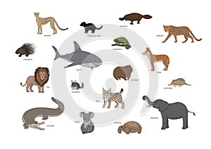 Cheetah, tasmanian devil, platypus, leopard, porcupine, shark, chameleon, dingo, lion, chinchilla, wombat, solenodon