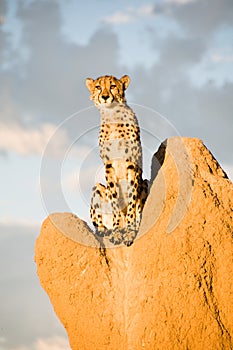 Cheetah on Termite Mound