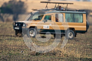 Cheetah on termite mound watches safari truck