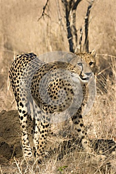Cheetah in thornybush