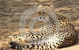 Cheetah in Thornybush Game Reserve