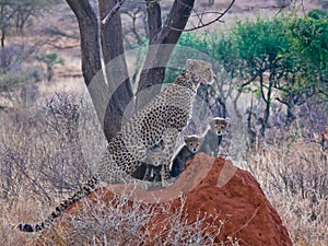 Cheetah with three cubs