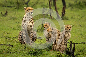 Cheetah and three cubs sit on grass