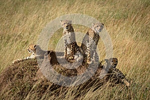 Cheetah and three cubs on termite mound