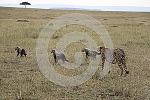 Cheetah with three cubs in the wild maasai mara