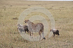 Cheetah with three cubs in the wild maasai mara