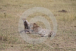 Cheetah with three cubs in the wild maasai mara