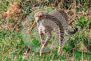 Cheetah tongue out walking in the Greenland savannah on the look out in the Maasai Mara National Game Reserve Park Riftvalley Naro