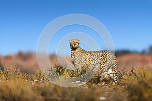 Cheetah on top of a hil