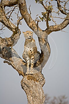 Cheetah in tree