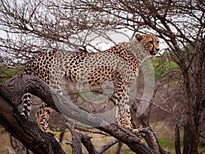 Cheetah in tree