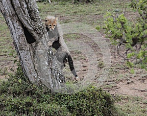 Cheetah on a tree in a savanna habitat