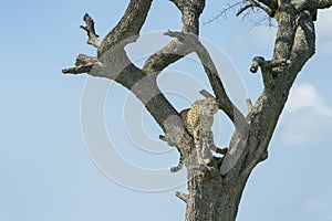 Cheetah in a tree on savanna looking in distance