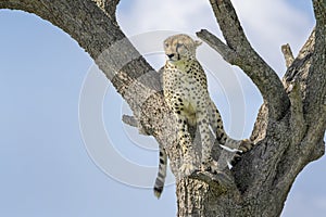 Cheetah in a tree on savanna looking in distance