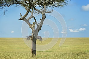 Cheetah in a tree on savanna looking in distance