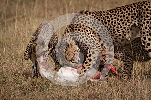 Cheetah and two cubs eat Thomson gazelle