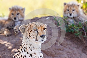 Cheetah with two cubs resting on a termite mound