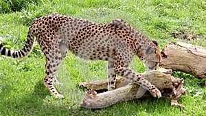 Cheetah, two different video shots in one file