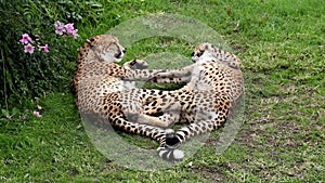 Cheetah, two different video shots in one file