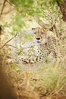 Cheetah under brush