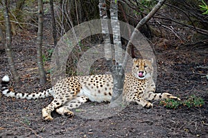 Cheetah in undergrowth