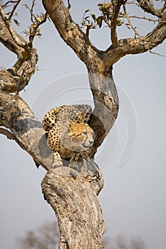 Cheetah up a tree in Africa