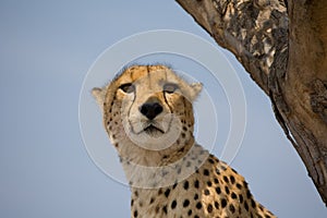 Cheetah up a tree in Africa