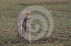 cheetah uses its mouth to grip a young thompson gazelle kill by its neck as it walks in the wild plains of masai mara, kenya