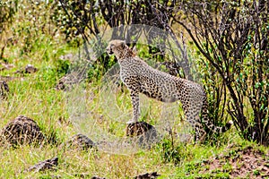 Cheetah using mound for lookout