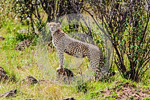 Cheetah using mound for lookout