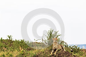 Cheetah. View point in savanna. Masai Mara, Kenya