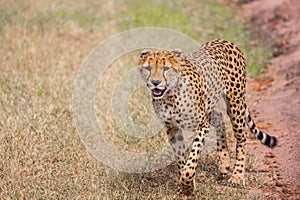 The cheetah walk on the car tracks