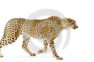 Cheetah Walking photo