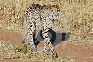 Cheetah walking across the road , Acinonyx juba