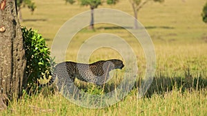 Cheetah Walking, African Safari Wildlife Animal in Maasai Mara, Kenya in Africa in Maasai Mara, Big